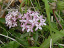 daphne (daphne striata). 2004-06-10, Sony Cybershot DSC-F717.