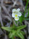 alpine butterwort (pinguicula alpina). 2004-06-10, Sony Cybershot DSC-F717.