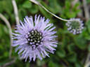 globe daisy (globularia punctata). 2004-06-10, Sony Cybershot DSC-F717.