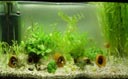 panorama: my aquarium