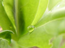 dewdrop