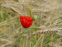 poppy seed (papaver somniferum). 2004-06-18, Sony Cybershot DSC-F717.