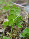 moonwort (botrychium lunaria)