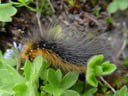 hairy caterpillar - garden tiger (arctia caja). 2004-06-23, Sony Cybershot DSC-F717.