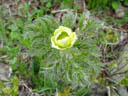 alpine anemone (pulsatilla alpina sulphurea). 2004-06-23, Sony Cybershot DSC-F717.