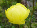globeflower (trollius europaeus). 2004-06-23, Sony Cybershot DSC-F717.