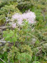 columbine meadow rue (thalictrum aquilaegifolium). 2004-06-23, Sony Cybershot DSC-F717.