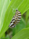 cocoon, probably hypodryas sp.. 2004-06-23, Sony Cybershot DSC-F717.