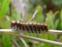 caterpillar of an oak eggar (lasiocampa quercus?)