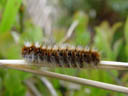 caterpillar of an oak eggar (lasiocampa quercus?). 2004-06-23, Sony Cybershot DSC-F717.