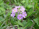 birdseye primrose (primula farinosa). 2004-06-23, Sony Cybershot DSC-F717.