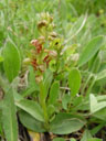 frog orchid (coeloglossum viride). 2004-06-23, Sony Cybershot DSC-F717.