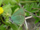 green hairstreak (callophrys rubi). 2004-06-23, Sony Cybershot DSC-F717.