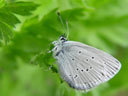 small blue (cupido minimus). 2004-06-23, Sony Cybershot DSC-F717.