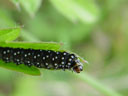 caterpillar