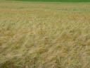 corn field