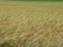 corn field. 2004-07-02, Sony Cybershot DSC-F717.