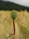 poppy seed capsule (papaver somniferum). 2004-07-02, Sony Cybershot DSC-F717.