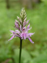 spotted orchid (orchis maculata)