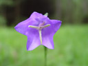 bluebell bellflower (campanula rotundifolia)