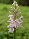 purple orchid (chis mascula)