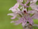 purple orchid closeup. 2004-07-02, Sony Cybershot DSC-F717.