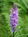 purple orchid (orchis mascula). 2004-07-02, Sony Cybershot DSC-F717.