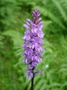 purple orchid (orchis  mascula)