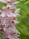 spotted orchid ? closeup. 2004-07-02, Sony Cybershot DSC-F717.