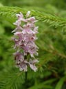 spotted orchid (orchis  maculata) ?
