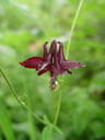 dark columbine (aquilegia atrata)