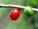 mezereon berries (daphne mezereum)