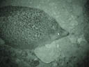 hedgehog. 2004-07-08, Sony Cybershot DSC-F717.
