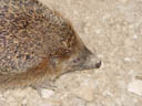 hedgehog. 2004-07-08, Sony Cybershot DSC-F717.
