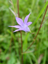 spreading bellflower (campanula patula). 2004-07-19, Sony Cybershot DSC-F717.