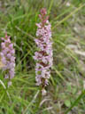 march orchis (orchis latifolia) ?