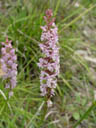 march orchis (orchis latifolia) ?. 2004-07-19, Sony Cybershot DSC-F717.