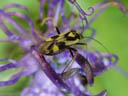 a longhorn beetle (clytus sp.). 2004-07-19, Sony Cybershot DSC-F717.
