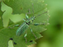 a weevil (phyllobius psittacinus)