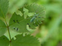 a weevil (phyllobius psittacinus). 2004-07-19, Sony Cybershot DSC-F717.