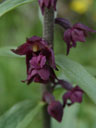 dark-red helleborine (epipactis atrorubens) ?