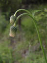 bur (arctium sp.) ?