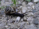 snail. 2004-07-22, Sony Cybershot DSC-F717.