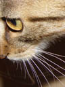 tiger closeup. 2004-07-27, Sony Cybershot DSC-F717.