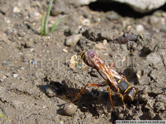 digger wasp (sceliphron curvatum) collecting clay