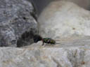 a first visitor. 2004-08-01, Sony Cybershot DSC-F717.