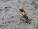 hard working digger wasp (sceliphron curvatum). 2004-08-01, Sony Cybershot DSC-F717. keywords: eumeninae, eumenidae, potter wasp, mud-daubing