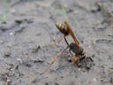 hard working digger wasp (sceliphron curvatum)