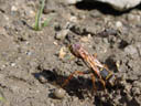 digger wasp (sceliphron curvatum) collecting clay