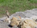 curious visitor. 2004-08-01, Sony Cybershot DSC-F717.
